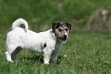 JACK RUSSEL 046